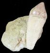 Rooted Fossil Sea Lion (Allodesmus) Tooth - Bakersfield, CA #46491-1
